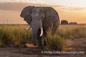 Solitary African Elephant at Sunset, Amboseli National Park, Loxodonta africana