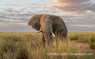 Solitary African Elephant at Sunset, Amboseli National Park, Loxodonta africana