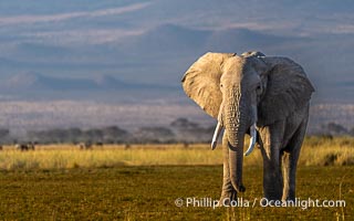 Solitary African Elephant at Sunset, Amboseli National Park, Loxodonta africana