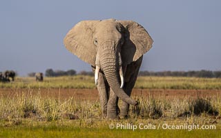 Solitary African Elephant at Sunset, Amboseli National Park, Loxodonta africana