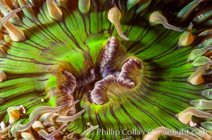 Sunburst anemone, sometimes considered a solitary nonclonal form of the aggregating anemone, Anthopleura sola, Santa Barbara Island