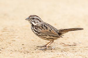 Song Sparrow on Coast Walk in La Jolla, Melospiza melodia