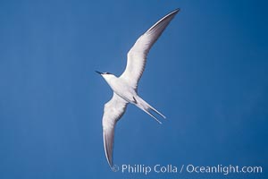 Sooty Tern, Rose Atoll National Wildlife Refuge, Sterna fuscata, Rose Atoll National Wildlife Sanctuary