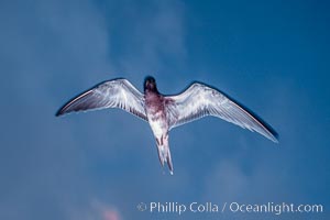 Sooty Tern, Rose Atoll National Wildlife Refuge, Sterna fuscata, Rose Atoll National Wildlife Sanctuary