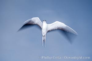 Sooty Tern, Rose Atoll National Wildlife Refuge, Sterna fuscata, Rose Atoll National Wildlife Sanctuary