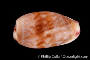 South African Fringed Cowrie, Cypraea fimbriata durbanensis