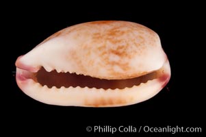 South African Fringed Cowrie, Cypraea fimbriata durbanensis
