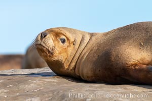 South American sea lion, Otaria flavescens, Patagonia, Argentina, Otaria flavescens, Puerto Piramides, Chubut