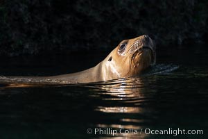 South American sea lion, Otaria flavescens, Patagonia, Argentina, Otaria flavescens, Puerto Piramides, Chubut