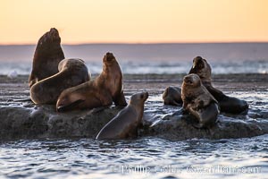 South American sea lion, Otaria flavescens, Patagonia, Argentina, Otaria flavescens, Puerto Piramides, Chubut