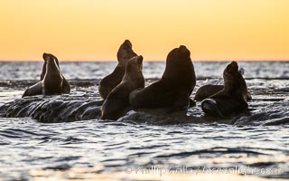 South American sea lion, Otaria flavescens, Patagonia, Argentina, Otaria flavescens, Puerto Piramides, Chubut