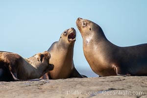 South American sea lions hauled out on rocks to rest and warm in the sun, Otaria flavescens, Patagonia, Argentina, Otaria flavescens, Puerto Piramides, Chubut