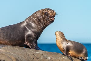 Mature adult male South American sea lion and juvenile, hauled out on rocks to rest and warm in the sun, Otaria flavescens, Patagonia, Argentina
