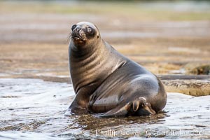 South American sea lion, Otaria flavescens, Patagonia, Argentina, Otaria flavescens, Puerto Piramides, Chubut