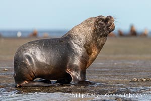 Mature adult male South American sea lion, Otaria flavescens, Patagonia, Argentina, Otaria flavescens, Puerto Piramides, Chubut