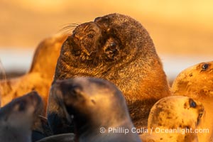 South American Sea Lion, Otaria flavescens, Golfo Nuevo, Peninsula Valdes, Chubut, Argentina. By permission of the Government of Argentina, Chubut, permit # 51 / 2025-SsCyA, Otaria flavescens, Puerto Piramides