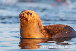 South American Sea Lion, Otaria flavescens, Golfo Nuevo, Peninsula Valdes, Chubut, Argentina. By permission of the Government of Argentina, Chubut, permit # 51 / 2025-SsCyA, Otaria flavescens, Puerto Piramides