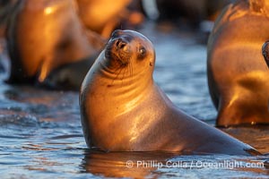 South American Sea Lion, Otaria flavescens, Golfo Nuevo, Peninsula Valdes, Chubut, Argentina. By permission of the Government of Argentina, Chubut, permit # 51 / 2025-SsCyA, Otaria flavescens, Puerto Piramides