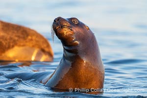 South American Sea Lion, Otaria flavescens, Golfo Nuevo, Peninsula Valdes, Chubut, Argentina. By permission of the Government of Argentina, Chubut, permit # 51 / 2025-SsCyA, Otaria flavescens, Puerto Piramides