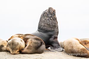 South American Sea Lion, Otaria flavescens, Golfo Nuevo, Peninsula Valdes, Chubut, Argentina. By permission of the Government of Argentina, Chubut, permit # 51 / 2025-SsCyA, Otaria flavescens, Puerto Piramides
