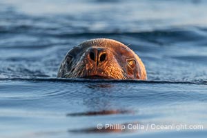 South American Sea Lion, Otaria flavescens, Golfo Nuevo, Peninsula Valdes, Chubut, Argentina. By permission of the Government of Argentina, Chubut, permit # 51 / 2025-SsCyA, Otaria flavescens, Puerto Piramides