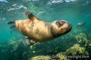 South American sea lion underwater, Otaria flavescens, Patagonia, Argentina