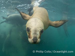 South American sea lion underwater, Otaria flavescens, Patagonia, Argentina. By permission of the Government of Argentina, Chubut, permit # 51 / 2025-SsCyA, Otaria flavescens, Puerto Piramides