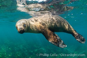 South American sea lion underwater, Otaria flavescens, Patagonia, Argentina, Otaria flavescens, Puerto Piramides, Chubut