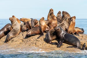 South American sea lions hauled out on rocks to rest and warm in the sun, Otaria flavescens, Patagonia, Argentina, Otaria flavescens, Puerto Piramides, Chubut