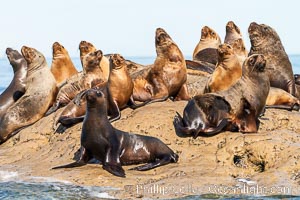 South American sea lions hauled out on rocks to rest and warm in the sun, Otaria flavescens, Patagonia, Argentina, Otaria flavescens, Puerto Piramides, Chubut