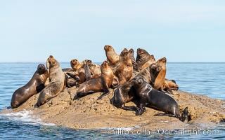 South American sea lions hauled out on rocks to rest and warm in the sun, Otaria flavescens, Patagonia, Argentina, Otaria flavescens, Puerto Piramides, Chubut