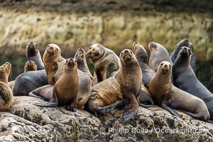 South American Sea Lions, Otaria flavescens, Golfo Nuevo, Peninsula Valdes, Chubut, Argentina. By permission of the Government of Argentina, Chubut, permit # 51 / 2025-SsCyA, Otaria flavescens, Puerto Piramides