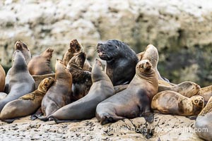 South American Sea Lions, Otaria flavescens, Golfo Nuevo, Peninsula Valdes, Chubut, Argentina. By permission of the Government of Argentina, Chubut, permit # 51 / 2025-SsCyA, Otaria flavescens, Puerto Piramides
