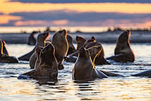 South American Sea Lions at Sunset, Otaria flavescens, Golfo Nuevo, Peninsula Valdes, Chubut, Argentina. By permission of the Government of Argentina, Chubut, permit # 51 / 2025-SsCyA, Otaria flavescens, Puerto Piramides