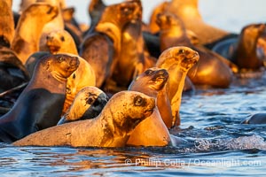 South American Sea Lions at Sunset, Otaria flavescens, Golfo Nuevo, Peninsula Valdes, Chubut, Argentina. By permission of the Government of Argentina, Chubut, permit # 51 / 2025-SsCyA, Otaria flavescens, Puerto Piramides