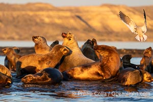 South American Sea Lions at Sunset, Otaria flavescens, Golfo Nuevo, Peninsula Valdes, Chubut, Argentina. By permission of the Government of Argentina, Chubut, permit # 51 / 2025-SsCyA, Otaria flavescens, Puerto Piramides