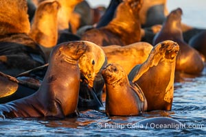 South American Sea Lions at Sunset, Otaria flavescens, Golfo Nuevo, Peninsula Valdes, Chubut, Argentina. By permission of the Government of Argentina, Chubut, permit # 51 / 2025-SsCyA, Otaria flavescens, Puerto Piramides