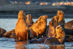 South American Sea Lions at Sunset, Otaria flavescens, Golfo Nuevo, Peninsula Valdes, Chubut, Argentina. By permission of the Government of Argentina, Chubut, permit # 51 / 2025-SsCyA, Otaria flavescens, Puerto Piramides