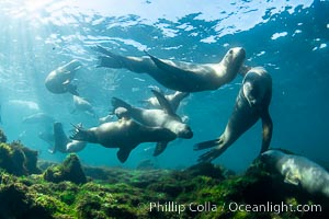 South American sea lions underwater, Otaria flavescens, Patagonia, Argentina, Otaria flavescens, Puerto Piramides, Chubut