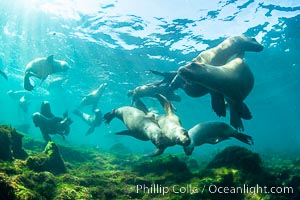 South American sea lions underwater, Otaria flavescens, Patagonia, Argentina, Otaria flavescens, Puerto Piramides, Chubut