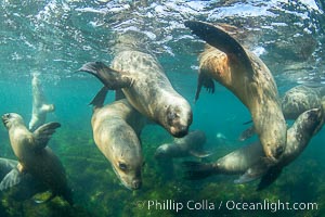 South American sea lions underwater, Otaria flavescens, Patagonia, Argentina, Otaria flavescens, Puerto Piramides, Chubut