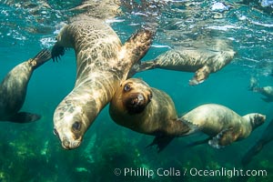 South American sea lions underwater, Otaria flavescens, Patagonia, Argentina