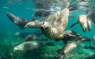 South American sea lions underwater, Otaria flavescens, Patagonia, Argentina