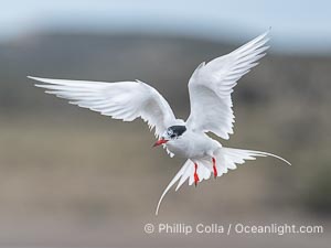 South American Tern in flight, Sterna hirundinacea, Golfo Nuevo, Peninsula Valdes, Chubut, Argentina. By permission of the Government of Argentina, Chubut, permit # 51 / 2025-SsCyA, Sterna hirundinacea, Puerto Piramides South American Tern in flight, Sterna hirundinacea, Golfo Nuevo, Peninsula Valdes, Chubut, Argentina. By permission of the Government of Argentina, Chubut, permit # 51 / 2025-SsCyA, Sterna hirundinacea, Puerto Piramides