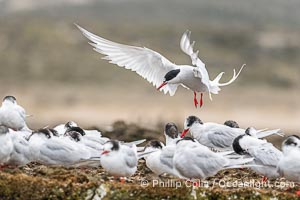 South American Tern in flight, Sterna hirundinacea, Golfo Nuevo, Peninsula Valdes, Chubut, Argentina.  By permission of the Government of Argentina, Chubut, permit # 51 / 2025-SsCyA, Sterna hirundinacea, Puerto Piramides