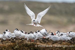 South American Tern in flight, Sterna hirundinacea, Golfo Nuevo, Peninsula Valdes, Chubut, Argentina. By permission of the Government of Argentina, Chubut, permit # 51 / 2025-SsCyA, Sterna hirundinacea, Puerto Piramides