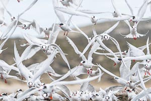 South American Terns in flight, Sterna hirundinacea, Golfo Nuevo, Peninsula Valdes, Chubut, Argentina. By permission of the Government of Argentina, Chubut, permit # 51 / 2025-SsCyA, Sterna hirundinacea, Puerto Piramides