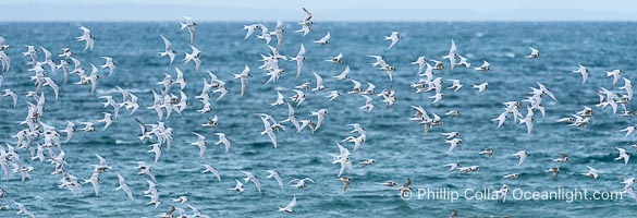 South American Terns in flight, Sterna hirundinacea, Golfo San Jose, Peninsula Valdes, Chubut, Argentina. By permission of the Government of Argentina, Chubut, permit # 51 / 2025-SsCyA, Sterna hirundinacea, Puerto Piramides