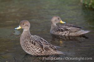 The South Georgia Pintail duck, also known as the South Georgian Teal, is endemic to South Georgia Island and is a vagrant to the South Sandwich Islands.  The South Georgia Pintail feeds on a variety of marine and freshwater vegetation, including algae, as well as upon invertebrates.