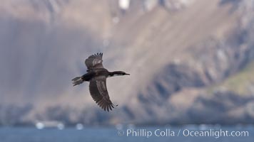 South Georgia shag, or Imperial shag, a type of cormorant, in flight alongside South Georgia Island.